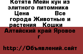 Котята Мейн-кун из элитного питомника › Цена ­ 20 000 - Все города Животные и растения » Кошки   . Алтайский край,Яровое г.